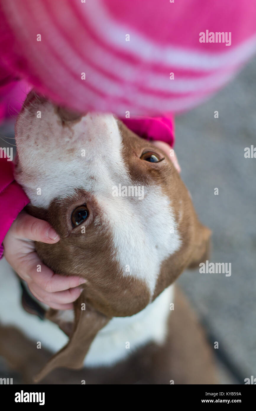 American Bull perro dando un niño en ropa rosa un beso de stock - Alamy