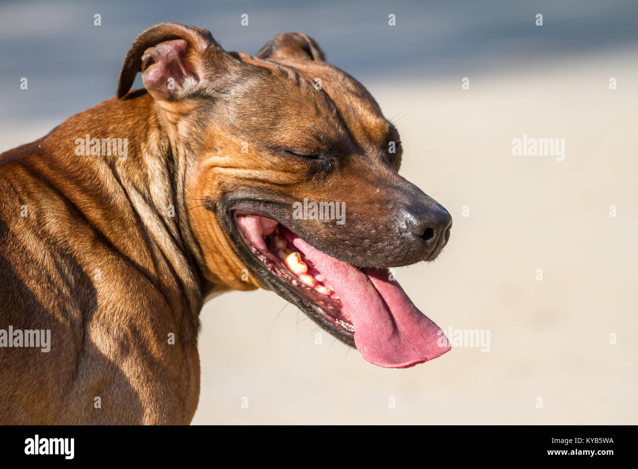 American Pit Bull Terrier, jadeando con los ojos cerrados en un día soleado Foto de stock