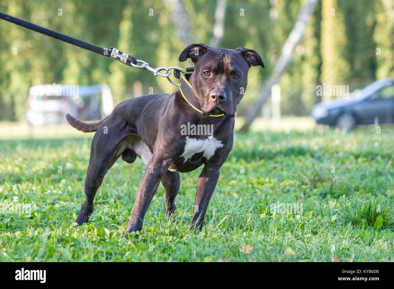 Correa pitbull fotografías e imágenes de alta resolución - Alamy