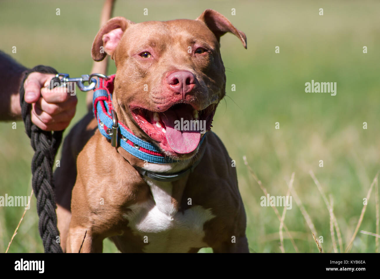 Nariz Roja Pit Bull Terrier jadeando y tirando de la correa Fotografía de  stock - Alamy