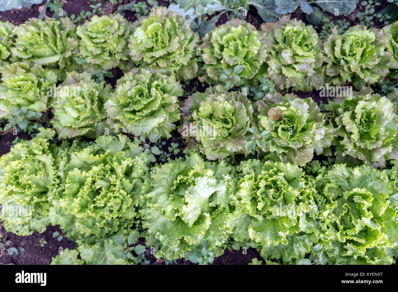 Lechuga gallega fotografías e imágenes de alta resolución - Alamy