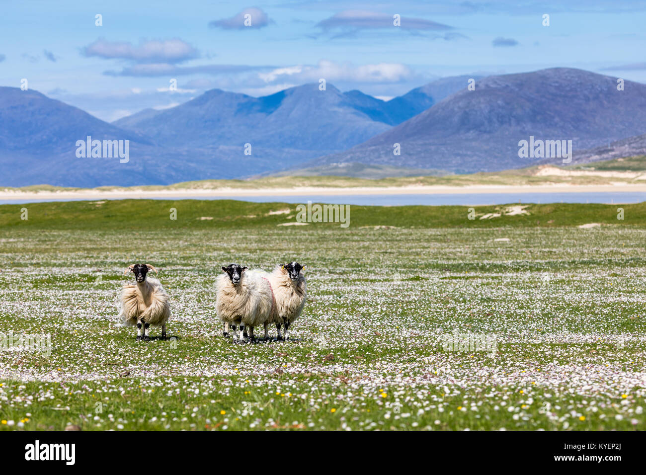 Ovejas en el machair (flores silvestres) con las montañas de Harris en el fondo Foto de stock