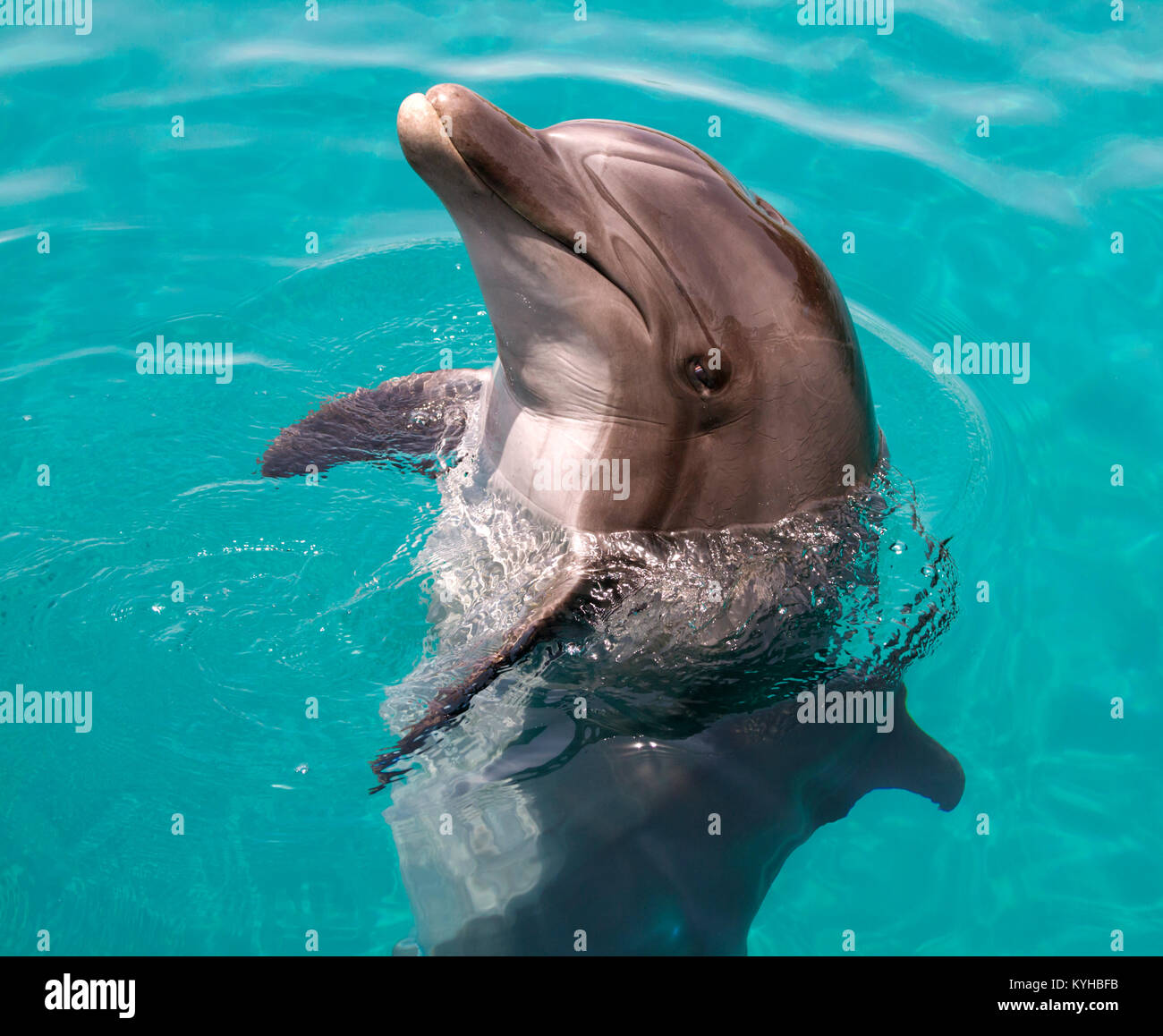 Los delfines nariz de botella Foto de stock