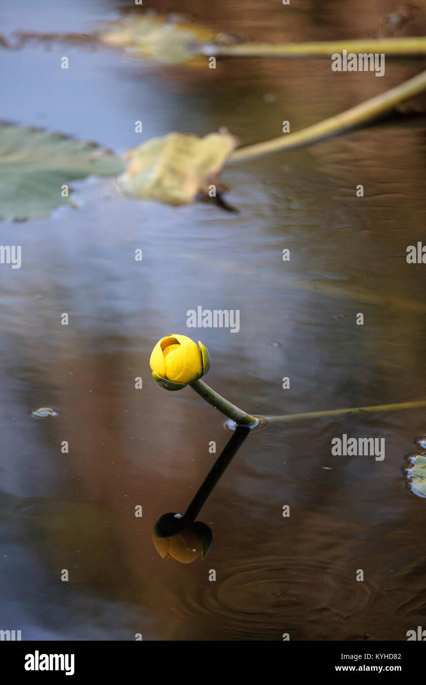 Lily Pond Spatterdock amarillo Nuphar lutea florece en un pantano en Naples, Florida Foto de stock