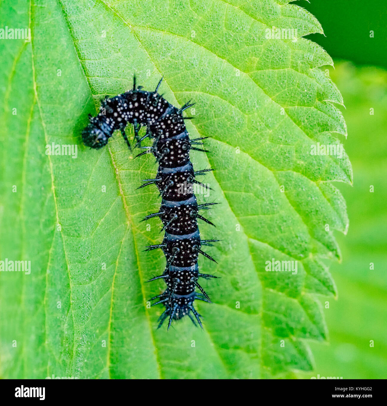 Caterpillar de un europeo mariposa pavo real en ambiente de ortiga verde Foto de stock