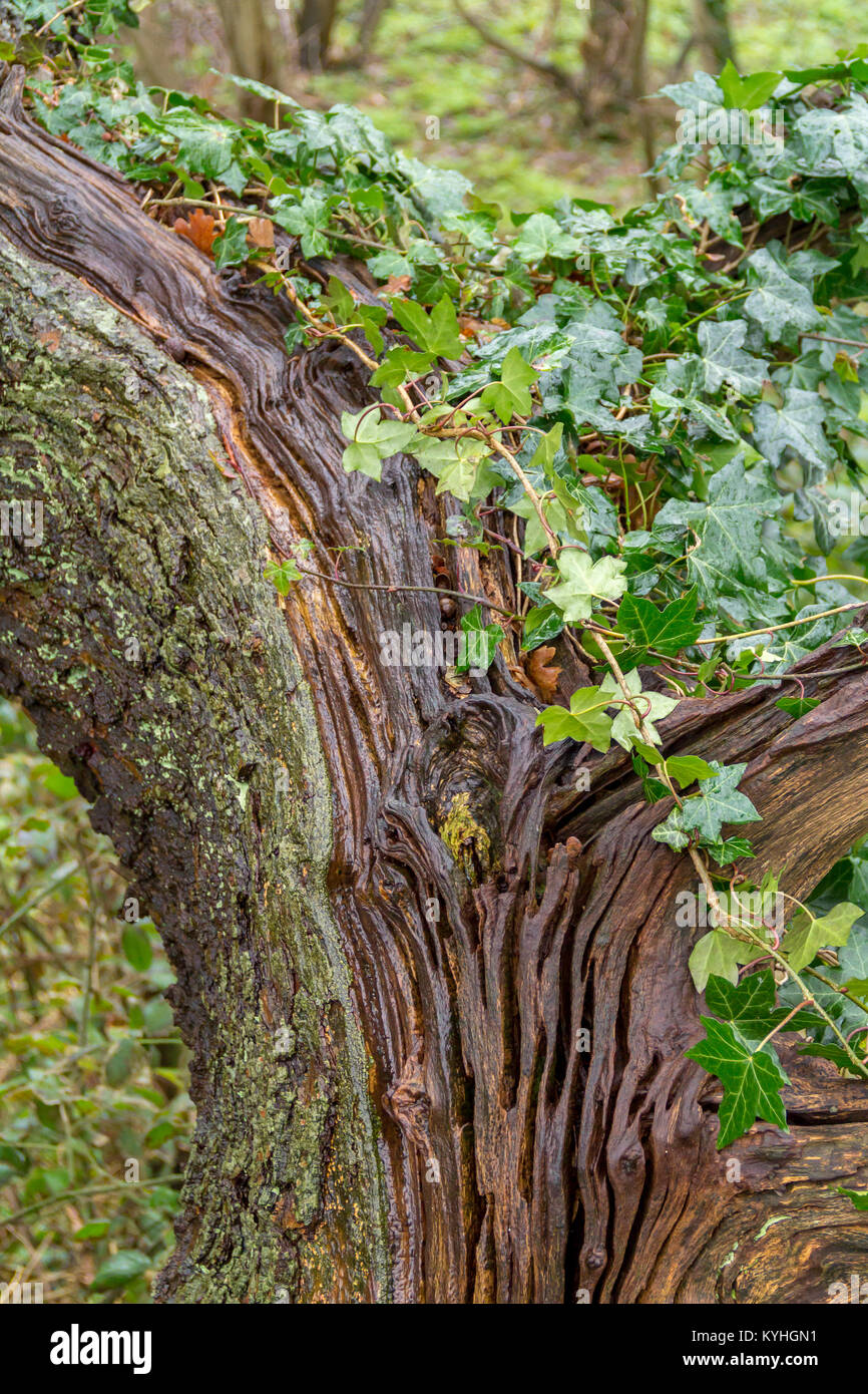 Detalle de árbol cubierto de hiedra visto en una provincia holandesa denominada Zeeland Foto de stock