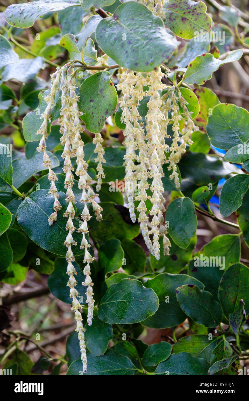 Pale,amentos alargados de la floración de invierno borla seda bush, Garrya elliptica 'James' de techo Foto de stock