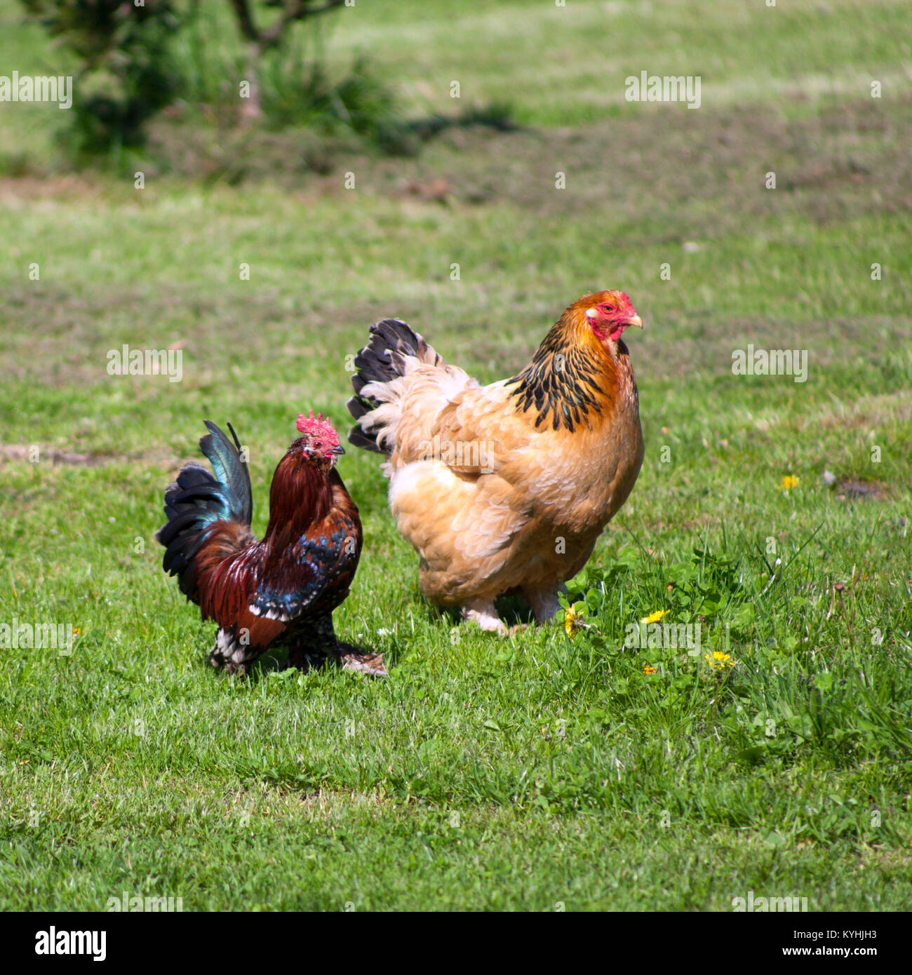 Dos coloridos free range pollos apostaban alrededor Foto de stock