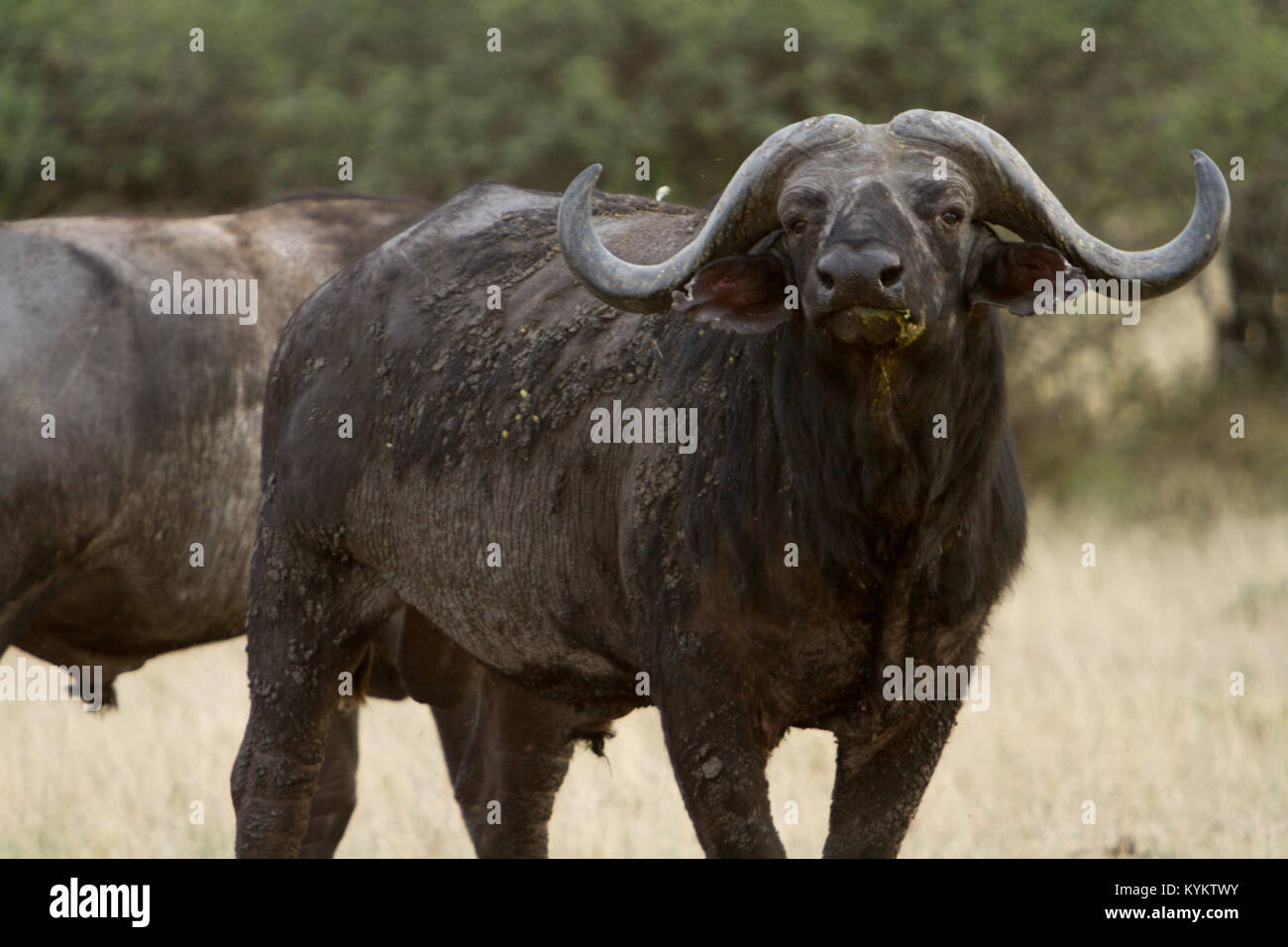 Un búfalo africano, o Cape Buffalo, se encuentra en una posición defensiva en el Parque nacional Serengeti, Tanzania Foto de stock
