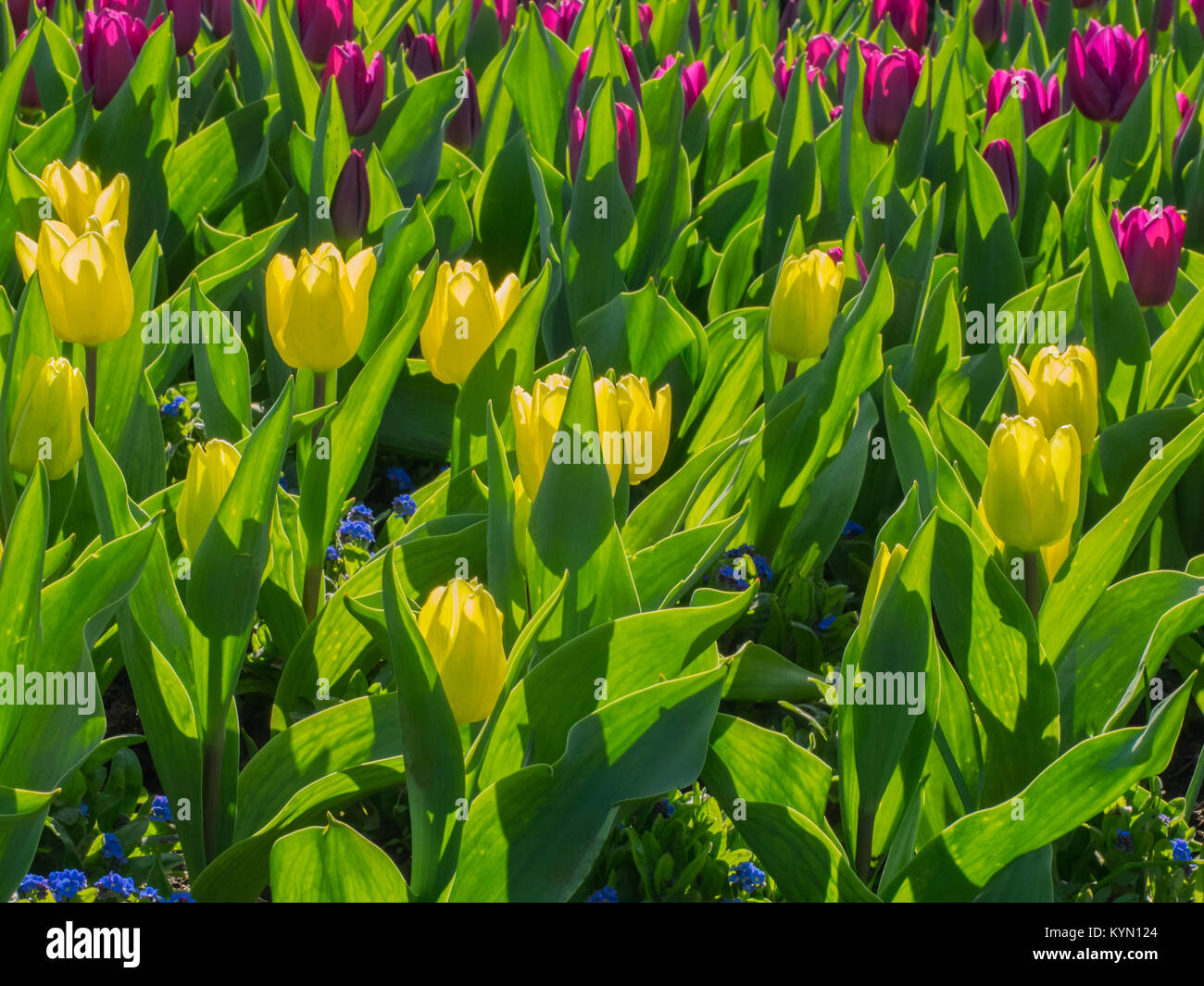 Tulipanes Foto de stock