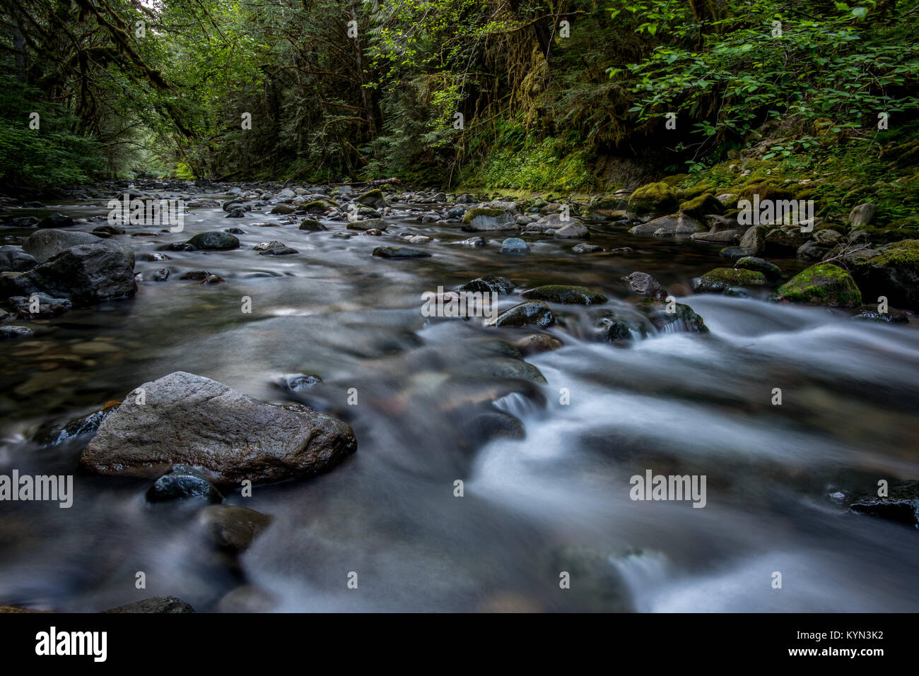 El agua fluye en Brice Creek en Oregon Central bosque Foto de stock