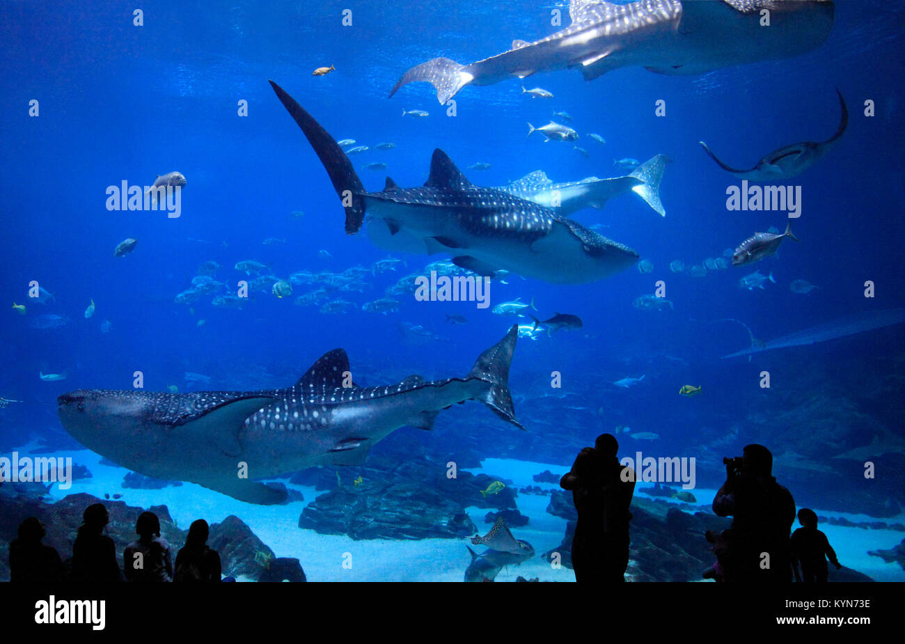 Los visitantes disfrutar de ver a los cuatro tiburón ballena en el Acuario de Georgia, EE.UU. Foto de stock