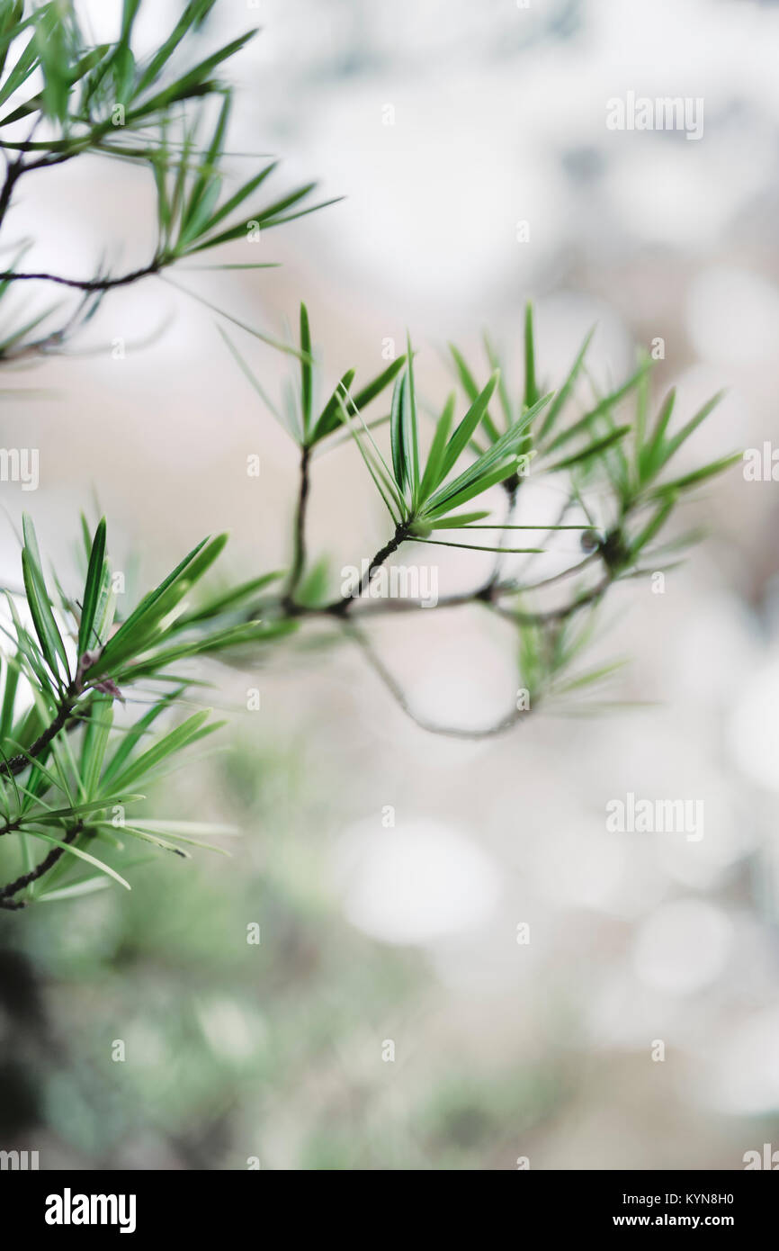 Sciadopitys verticillata, Japonés, koyamaki pino piñonero, fósil viviente Árbol conífero con ancha plana agujas closeup artística, Kyoto, Japón Foto de stock