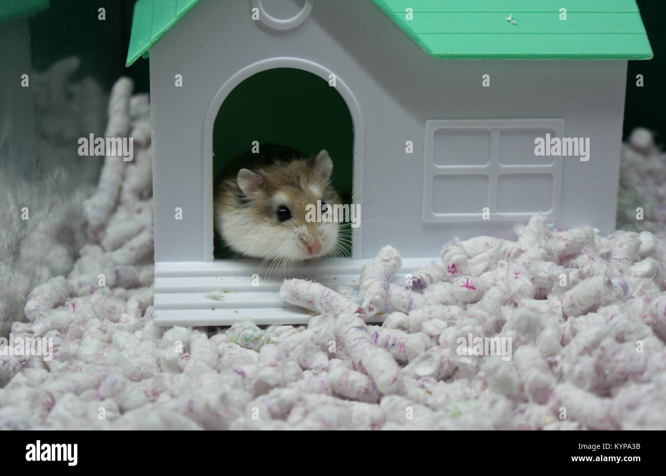 Hamster en casa Foto de stock