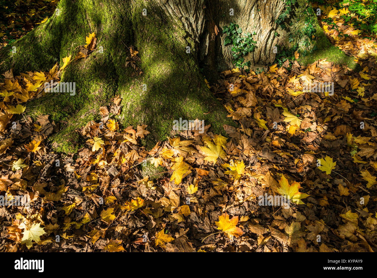 Las hojas caídas de Noruega, el arce (Acer platanoides) alrededor de su tronco en otoño Foto de stock