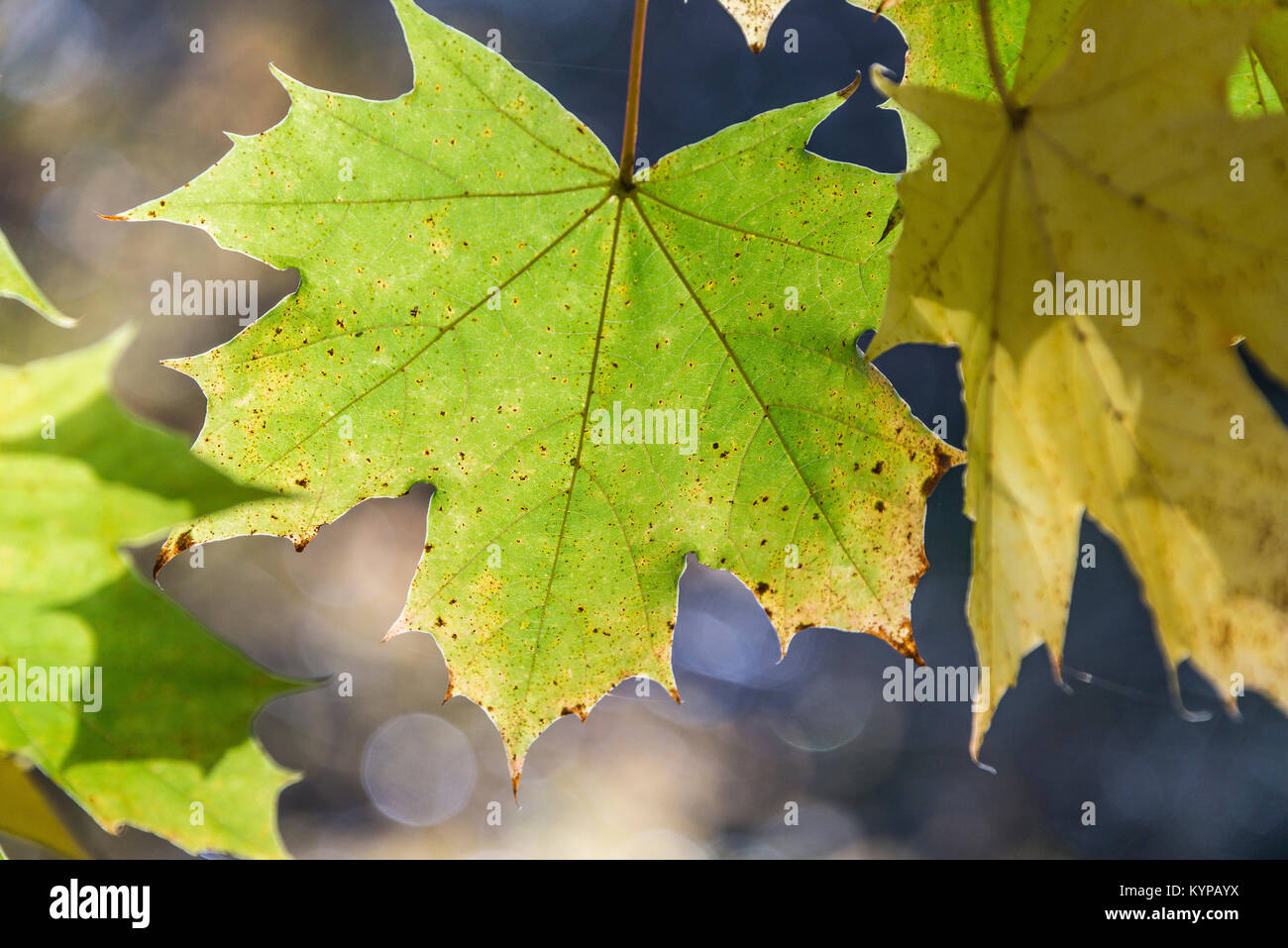 Las hojas de Noruega, el arce (Acer platanoides) en otoño Foto de stock