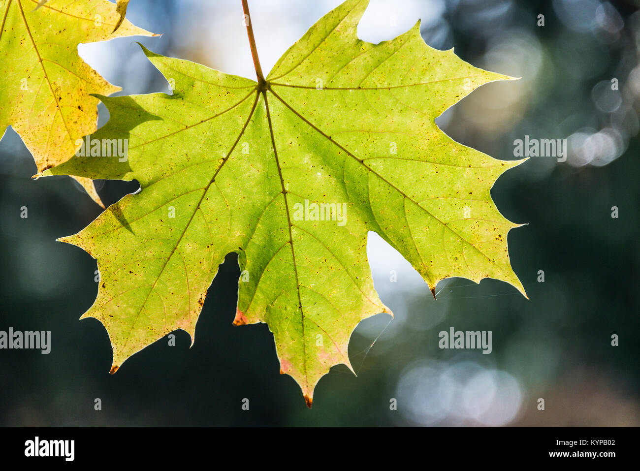 Las hojas de Noruega, el arce (Acer platanoides) en otoño Foto de stock