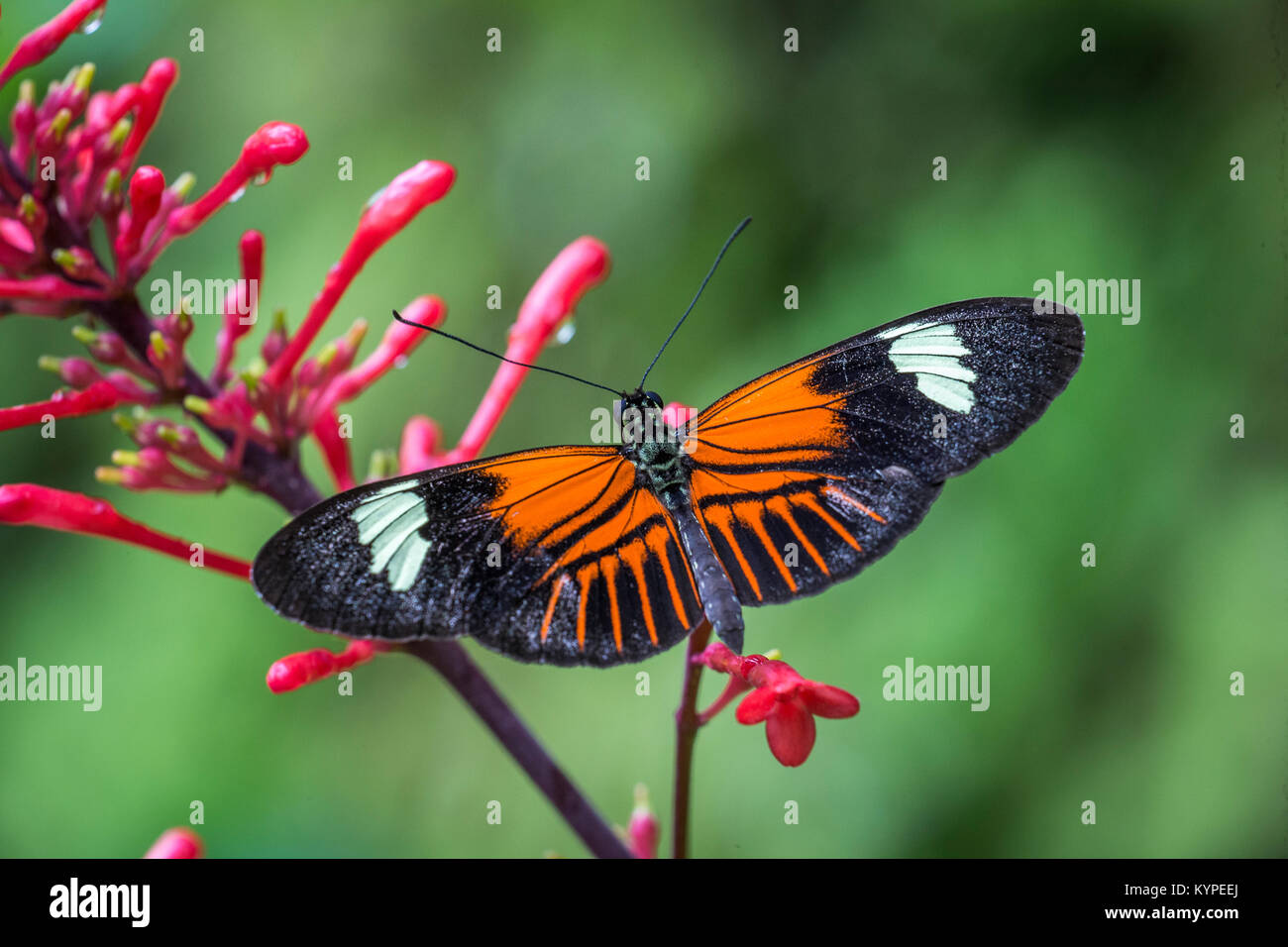 Cerca del blanco y negro naranja Heliconius erato notabilis butterfly conocida comúnmente como pequeños cartero mariposa , la flor de la pasión roja mariposa, Foto de stock