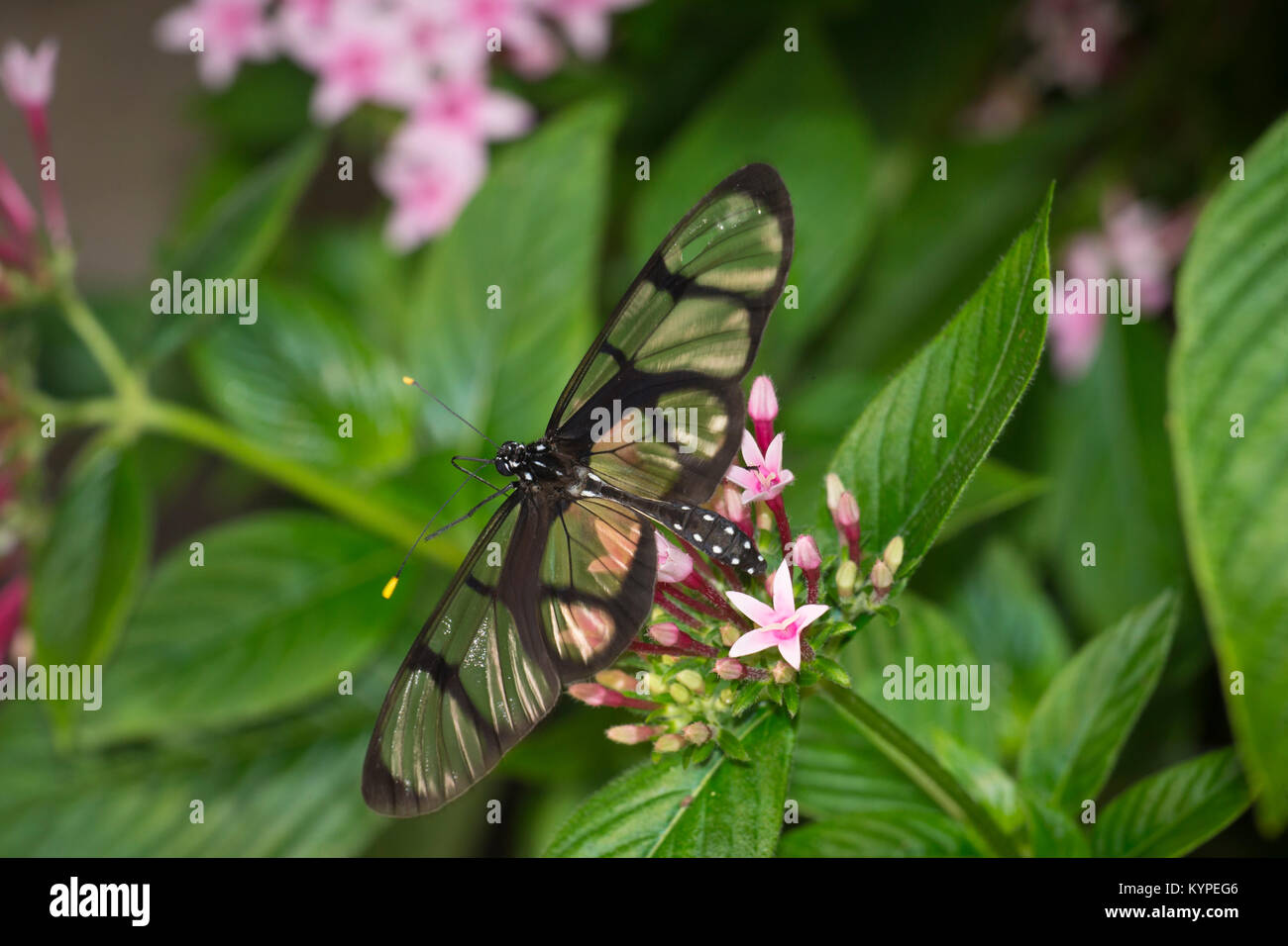 Glasswing cerca de Butterfly, Greta oto Foto de stock