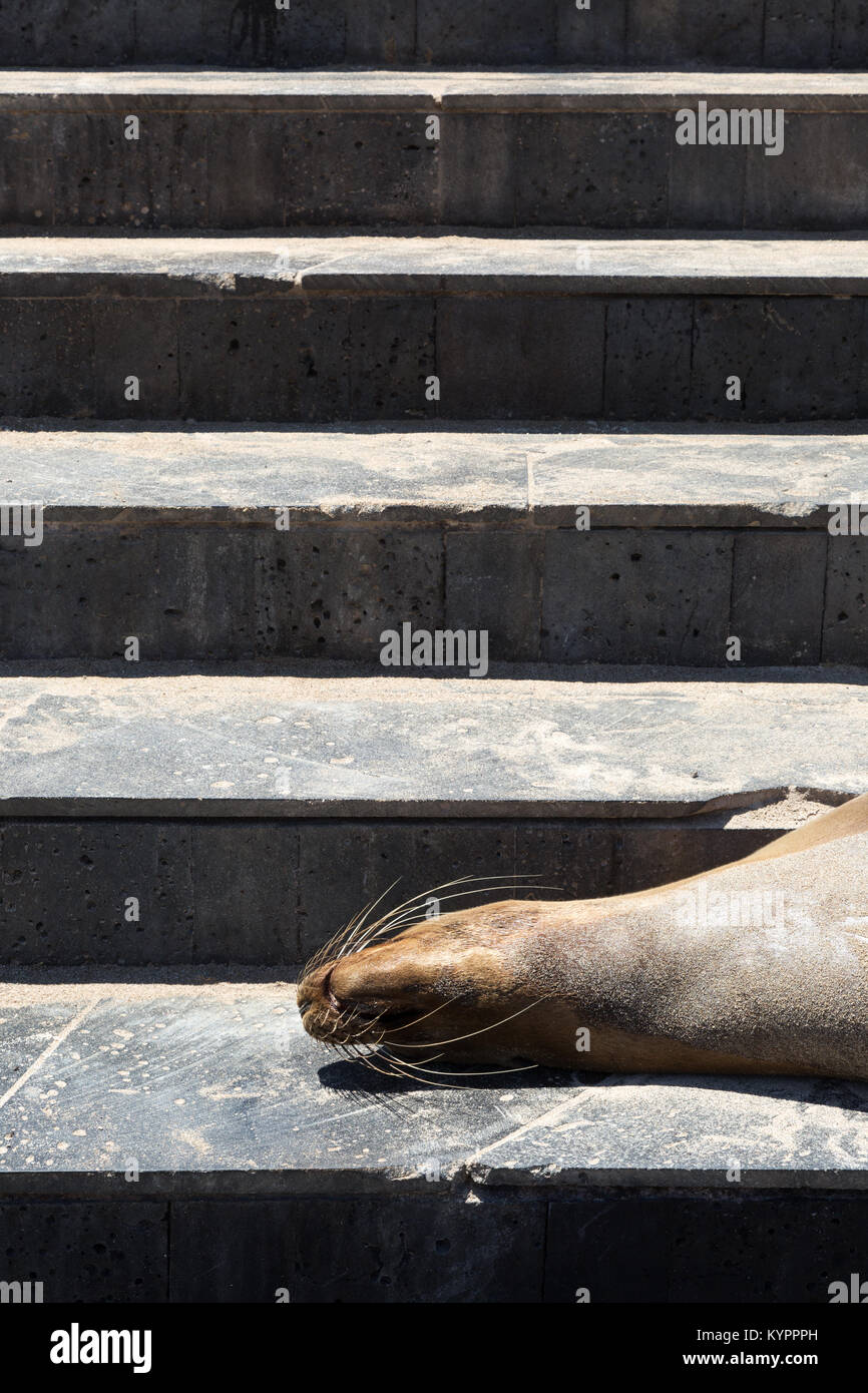 Lobo de mar de Galápagos dormido en pasos, - Concepto de imagen, funny animal; San Cristóbal, el puerto, la isla San Cristóbal, Galápagos, Ecuador Sudamérica Foto de stock