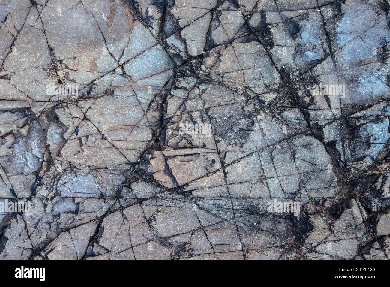 Primer plano de un piso de mar fosilizadas. Los restos de un mar poco profundo que cubría parte del sur de Arizona durante el periodo Jurásico, EE.UU. Foto de stock