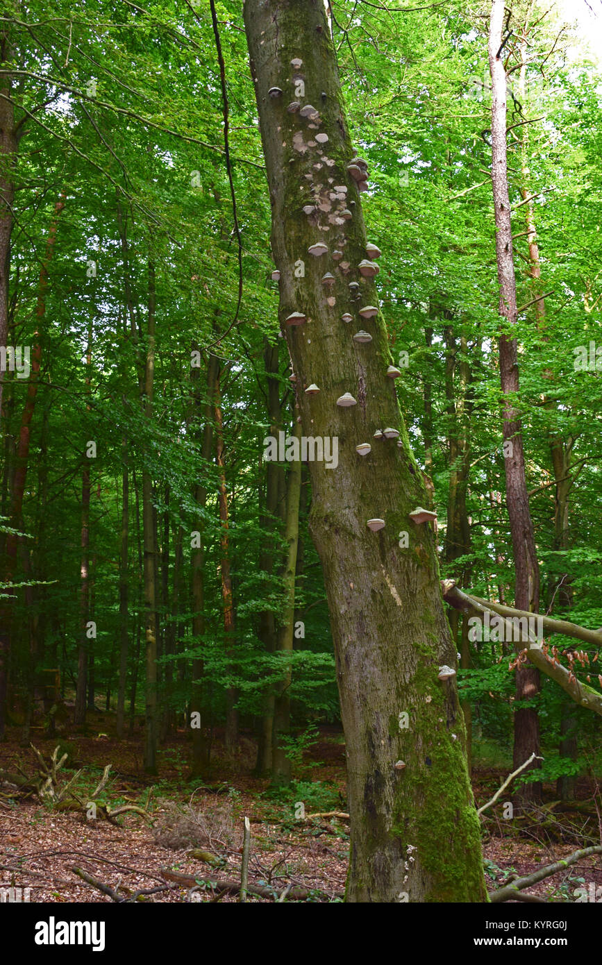 Árbol Muerto abarrote con yesca Polypore, pezuñas hongo (Fomes fomentarius) Foto de stock