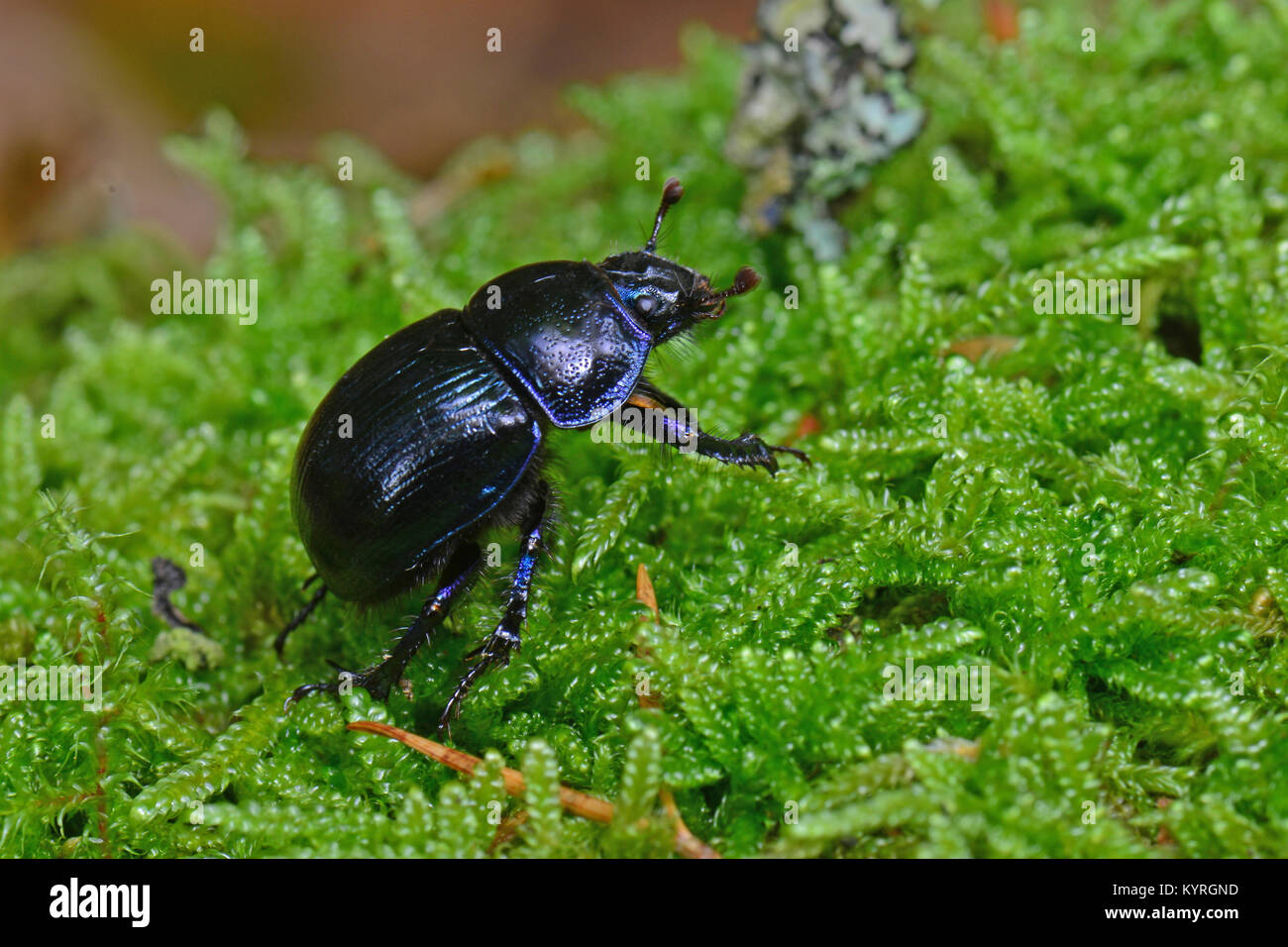 Los escarabajos, Dumble Dor Dor, reloj, pésima Watchman (Geotrupes stercorarius), adulto en MOSS Foto de stock
