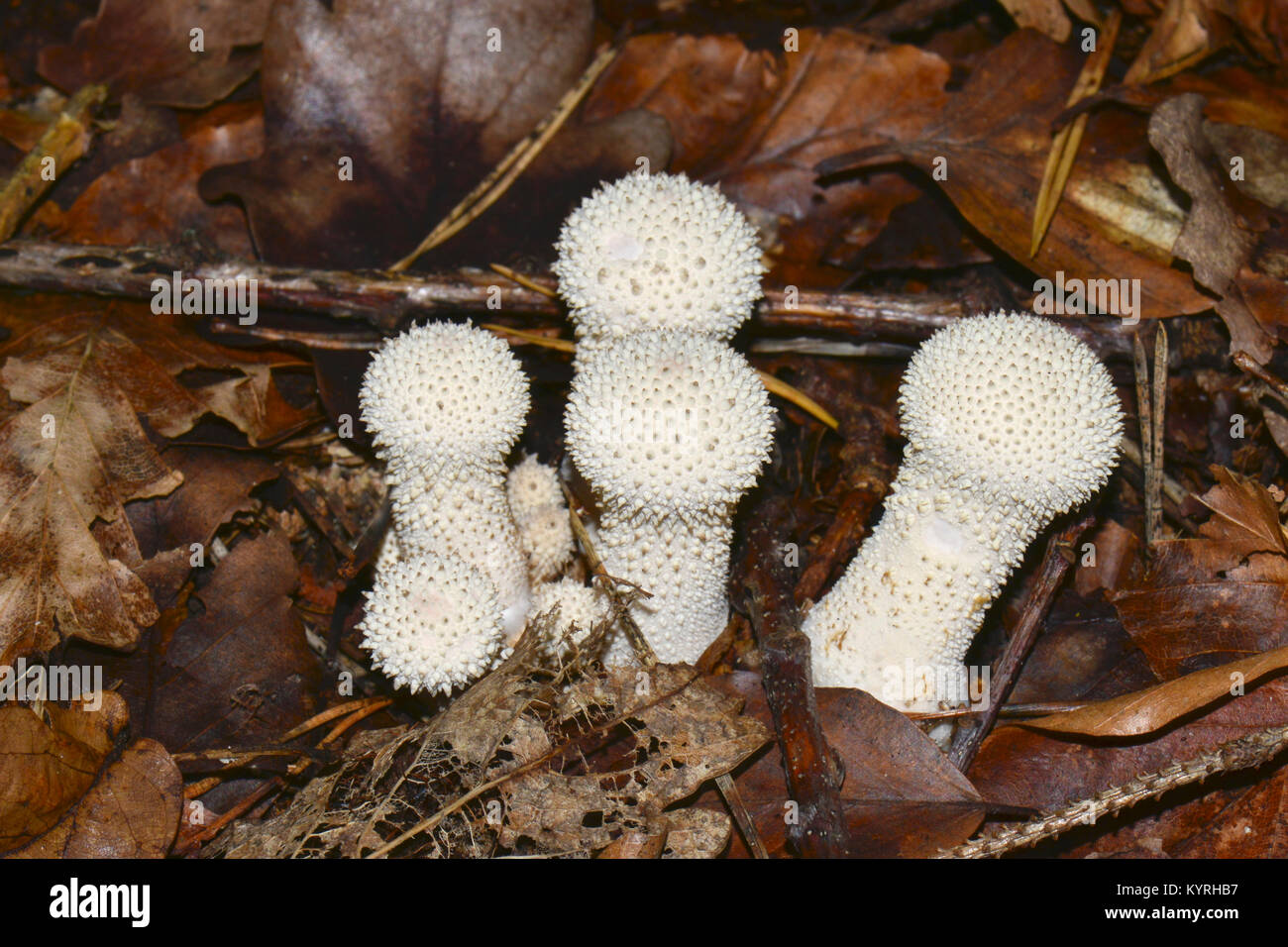 Puffball común, pobre Mans mollejas (Lycoperdon perlatum), órganos de fructificación de tamaños diferentes. Foto de stock