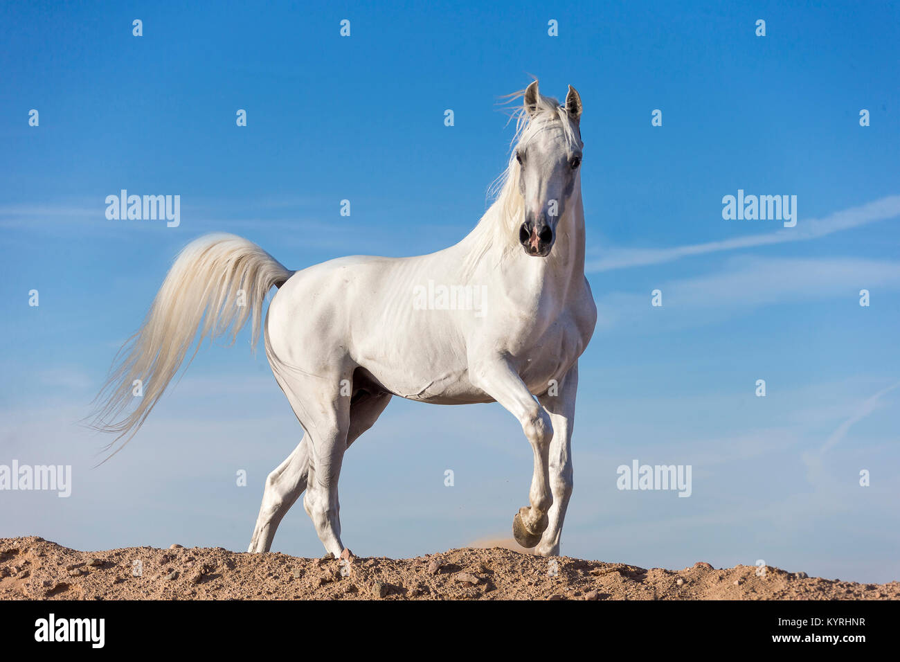 Arabian Horse. Semental gris caminando sobre una duna. Egipto. Foto de stock
