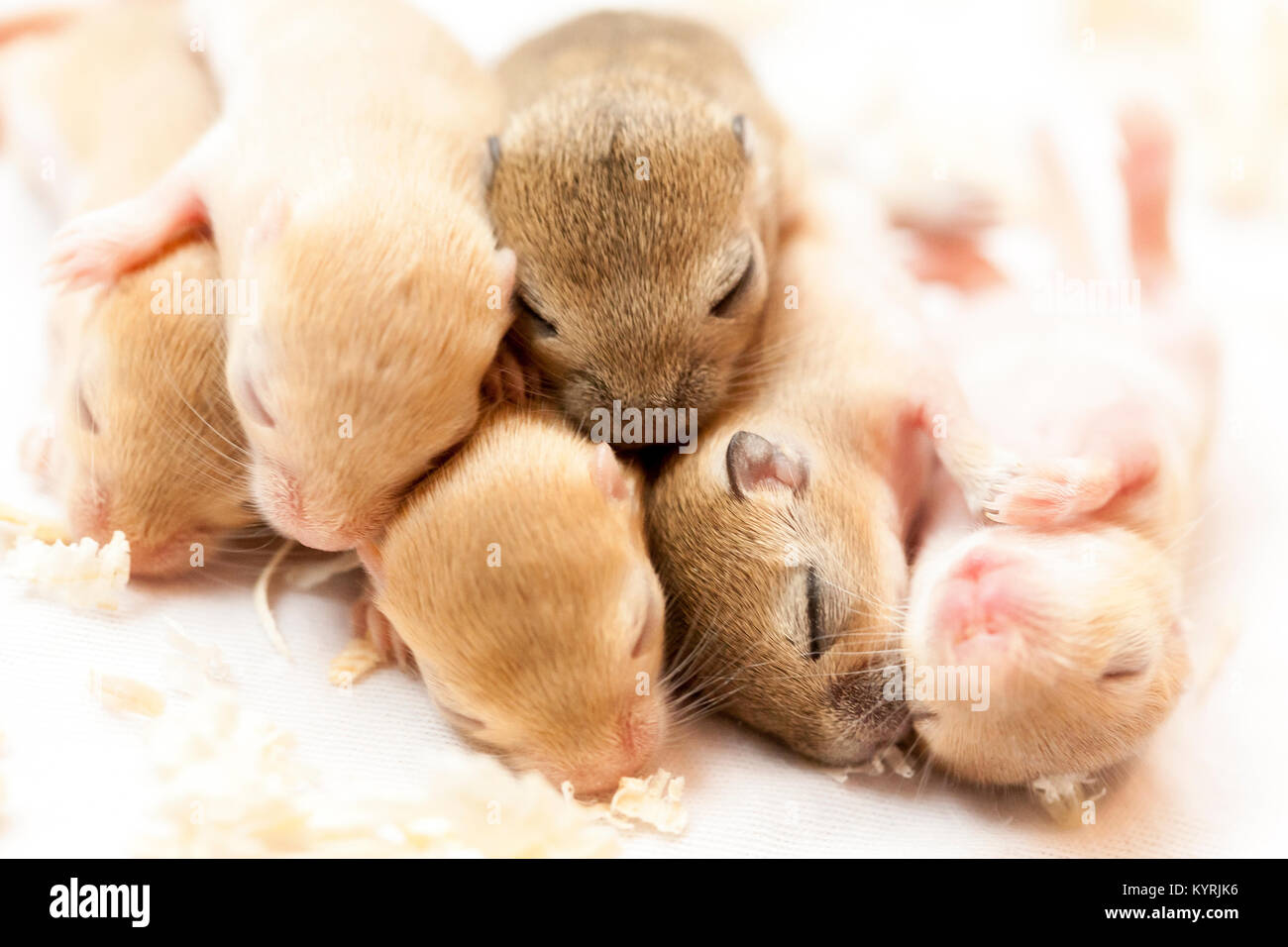 Cute Little Ratones Para Dormir Bebes Imagen Macro Fotografia De Stock Alamy