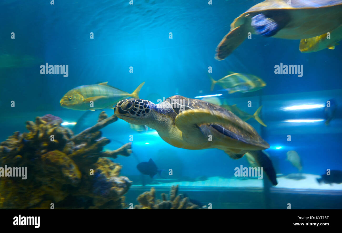 Tortugas marinas (Cheloniidae) es nadar en el acuario de agua salada Foto de stock