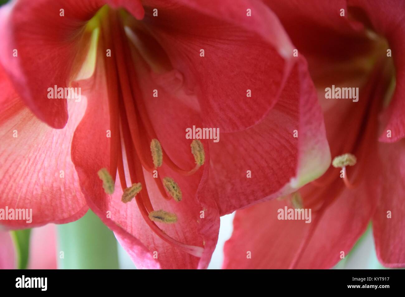 Amaryllis rosa inusual planta Foto de stock