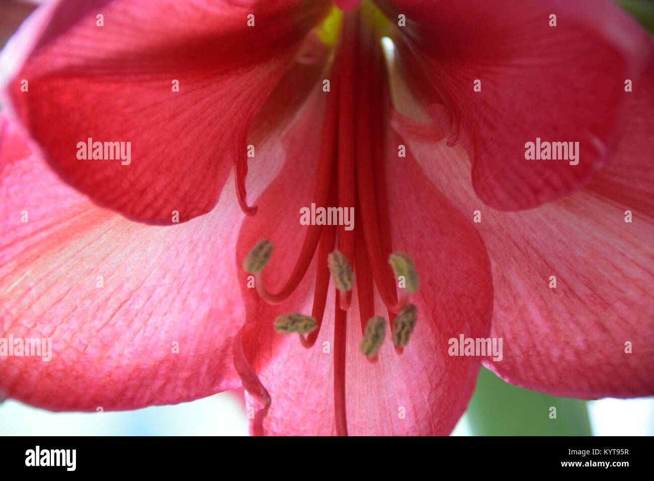 Representación detallada de un amaryllis Foto de stock