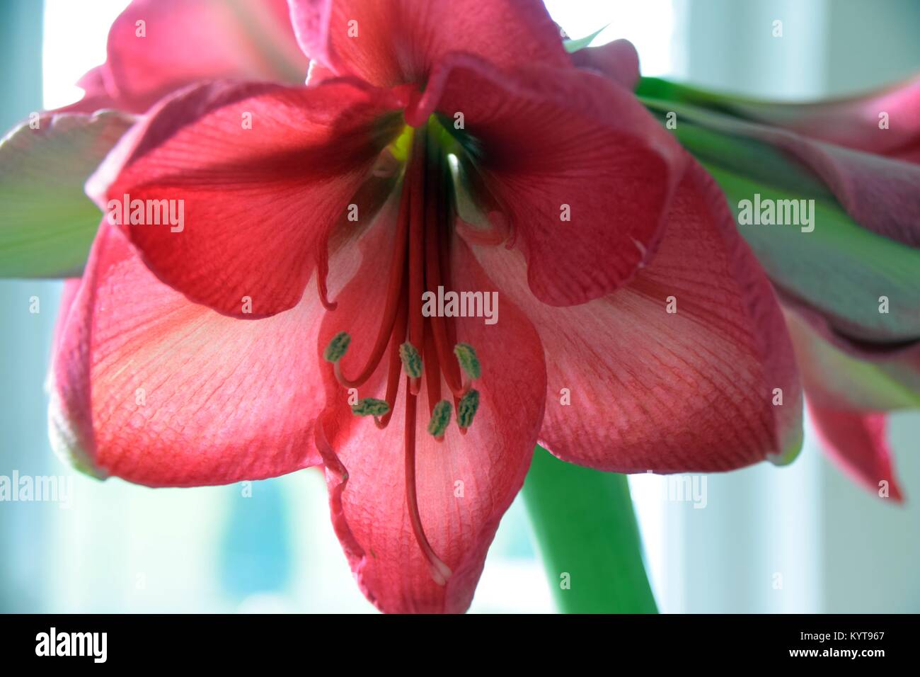 Amaryllis planta en rosa con fondo de colores pastel Foto de stock