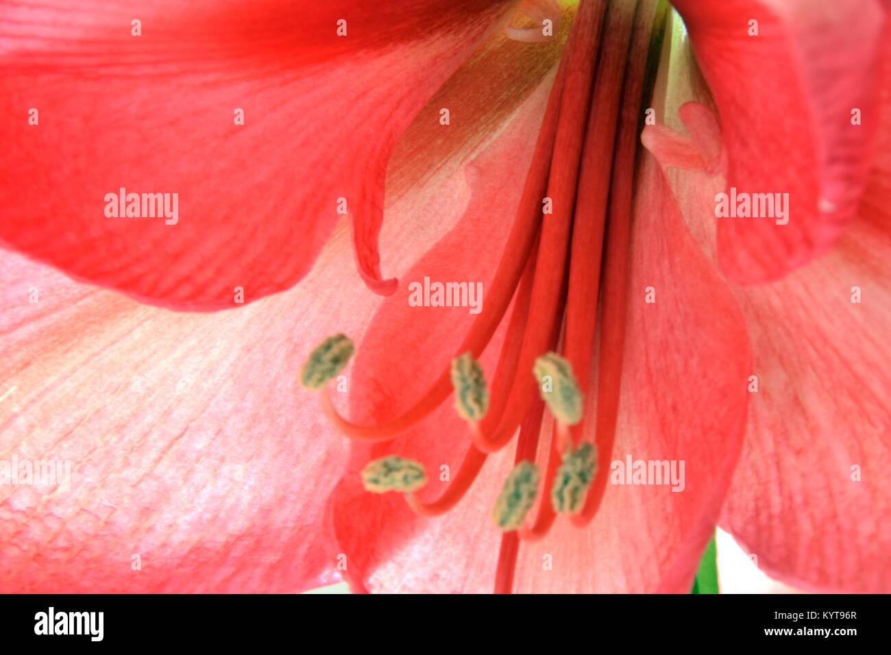 Amaryllis cercano con polen Foto de stock