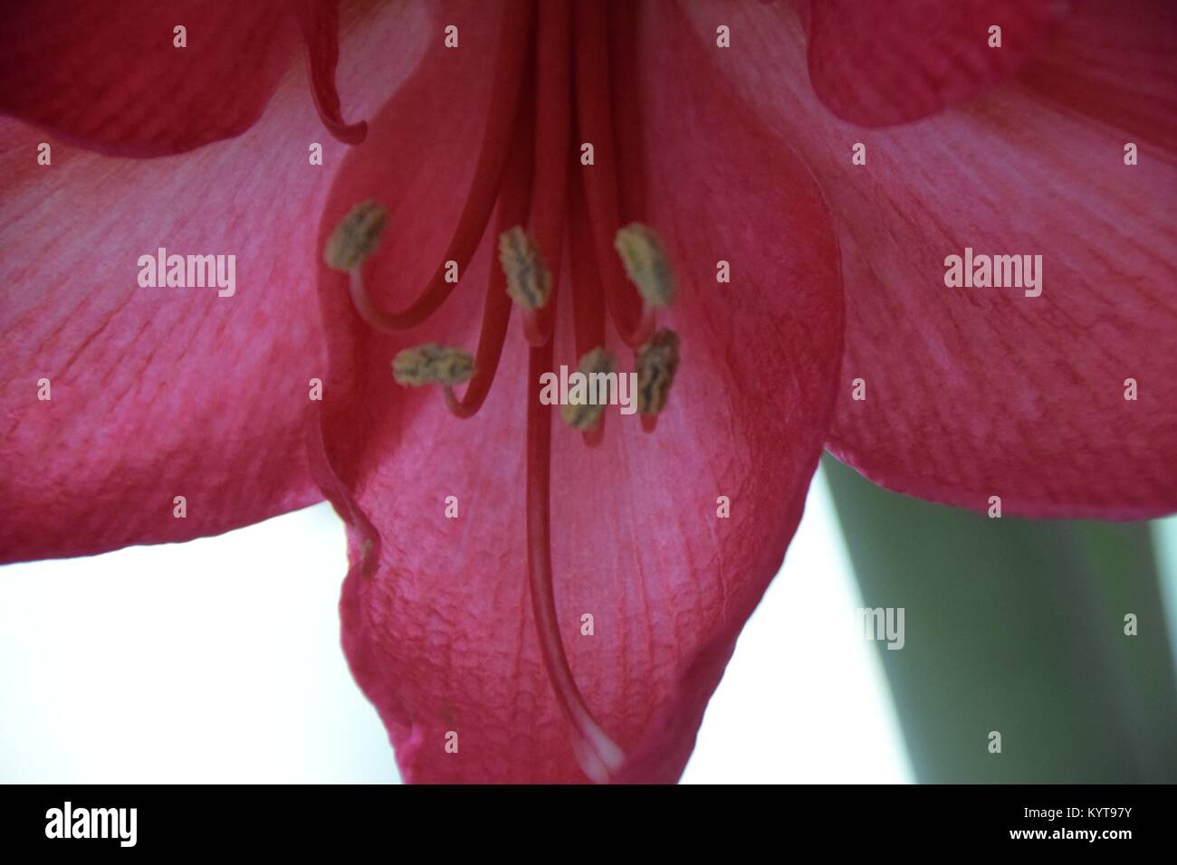 Amaryllis cercano con polen Foto de stock