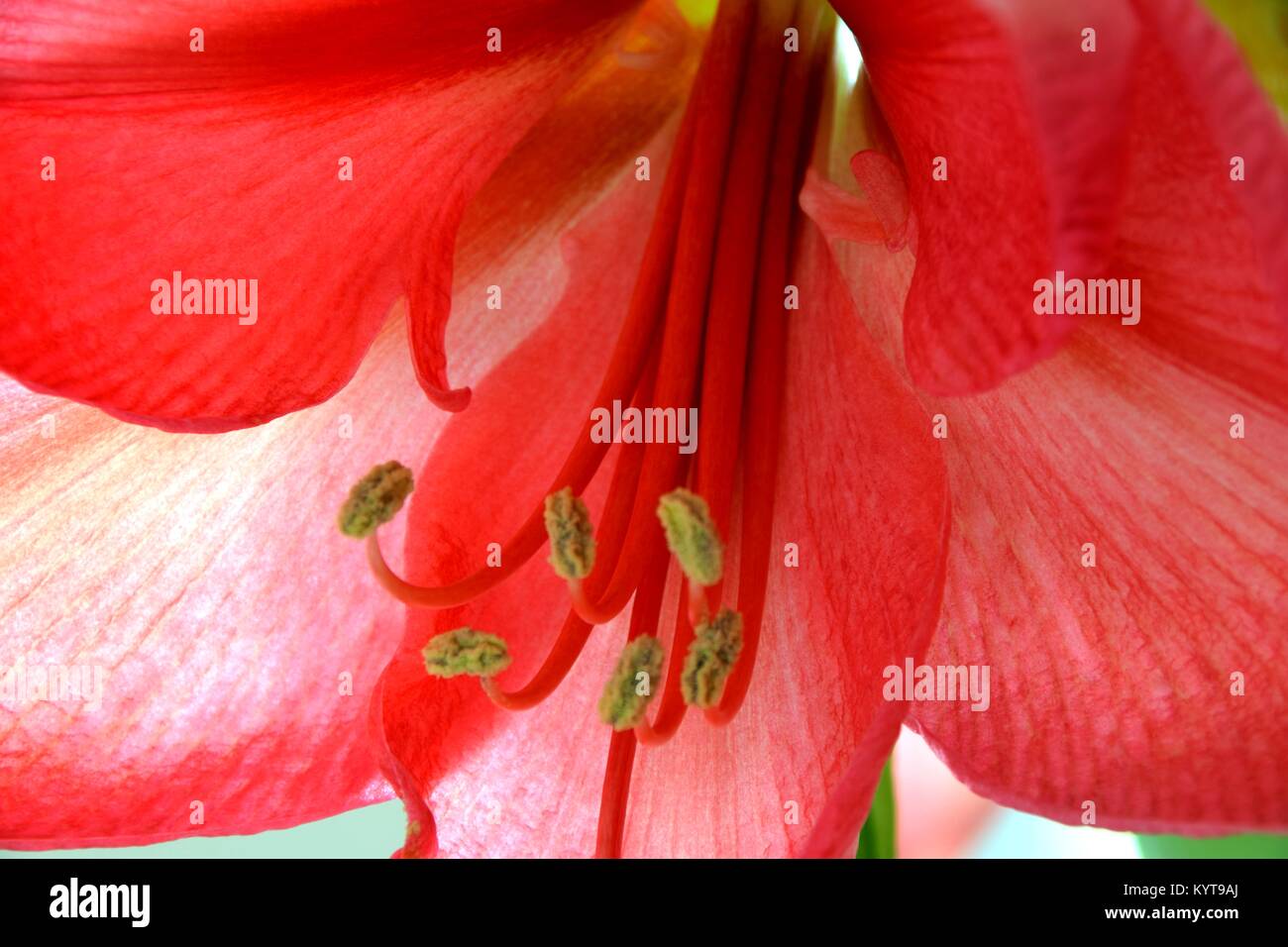 Resumen cerca de una rosa de Belladonna lily Foto de stock