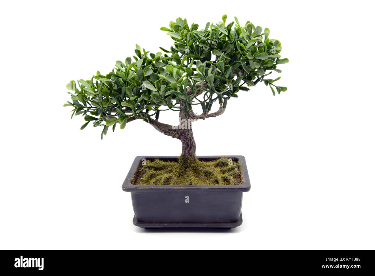 recuperar cerca su Macetas bonsai en blanco. antecedentes aislados de plástico Fotografía de  stock - Alamy
