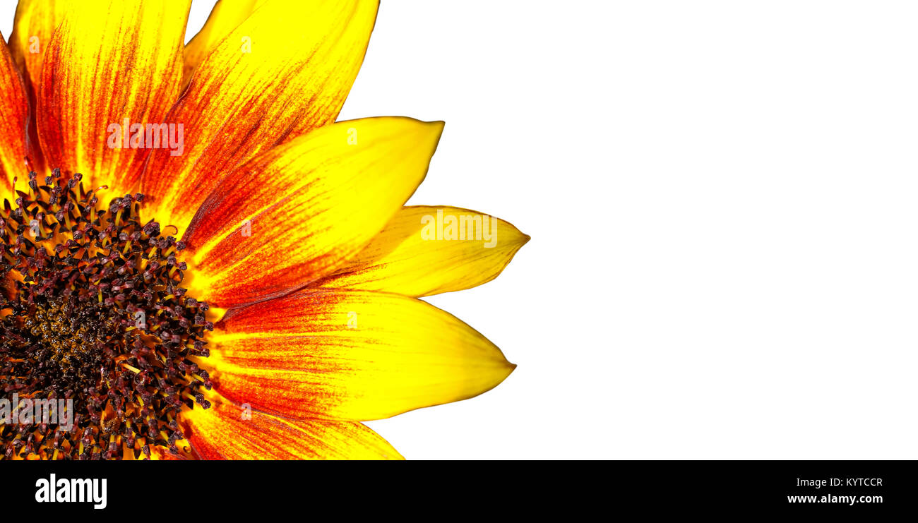 Naranja, rojo y amarillo girasol llama macro fotografía con impresionantes  intensos colores brillantes como marco de borde aislado sobre un fondo  blanco sin costuras Fotografía de stock - Alamy