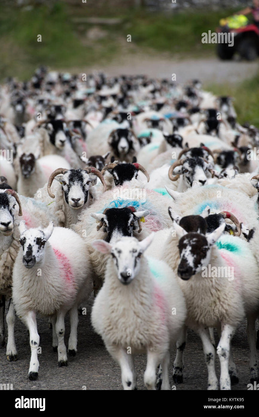 Pastora en quad moviendo un rebaño de ovejas por un estrecho camino vecinal, North Yorkshire, Reino Unido. Foto de stock