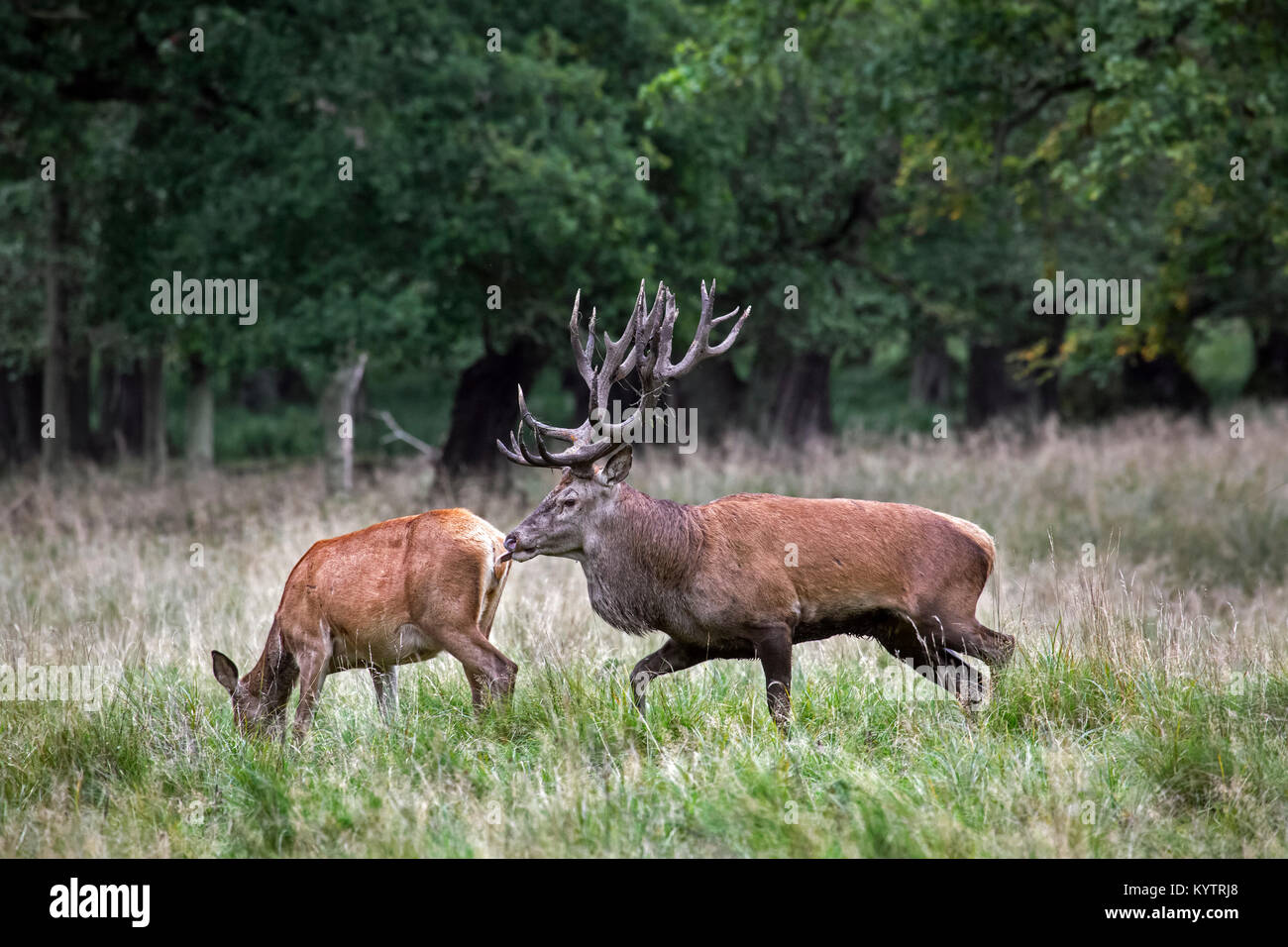 Ciervo rojo (Cervus elaphus) stag desprotegiendo hind / femenino en calor desplazando la lengua durante la rutina en otoño Foto de stock