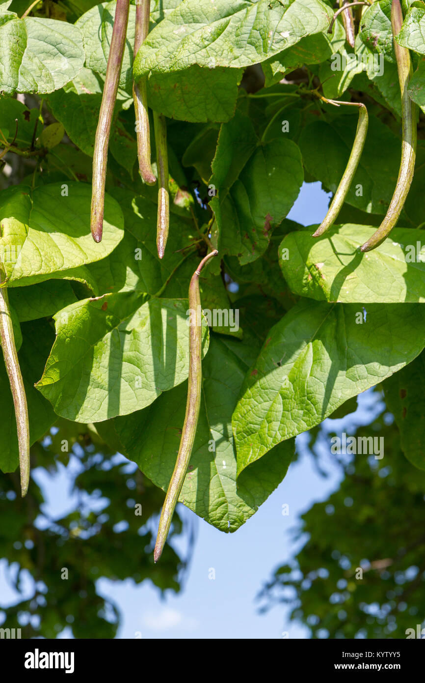 Las vainas de la semilla de un árbol catalpa (norte de catalpa?) creciendo en Gettysburg, Pennsylvania, Estados Unidos. Foto de stock