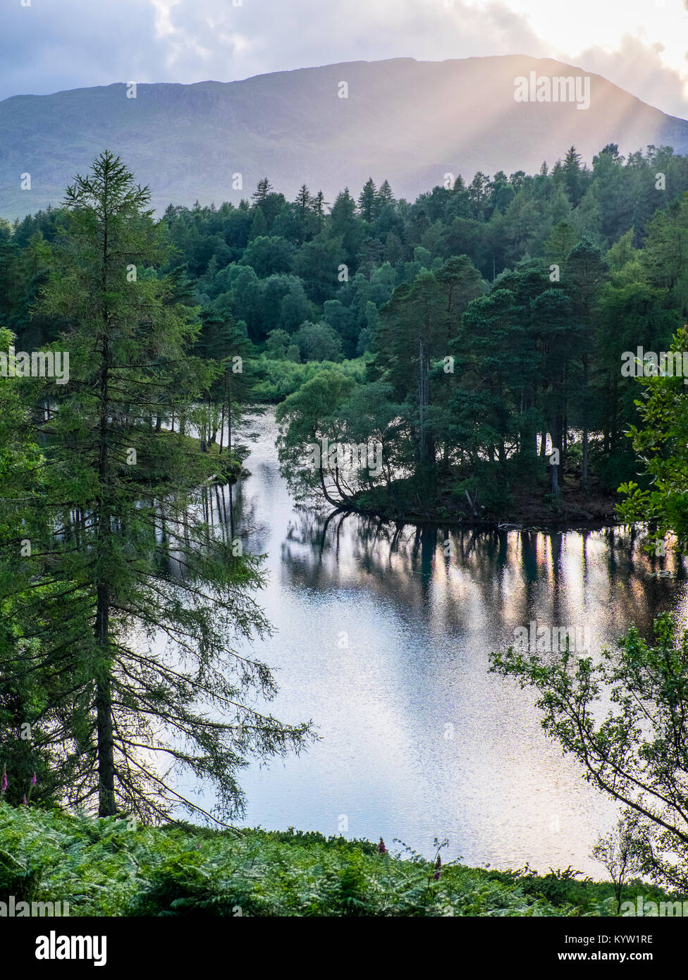 Tarn Hows, belleza cerca de Coniston en el Lake District National Park es una pintoresca mezcla de bosques y agua Foto de stock