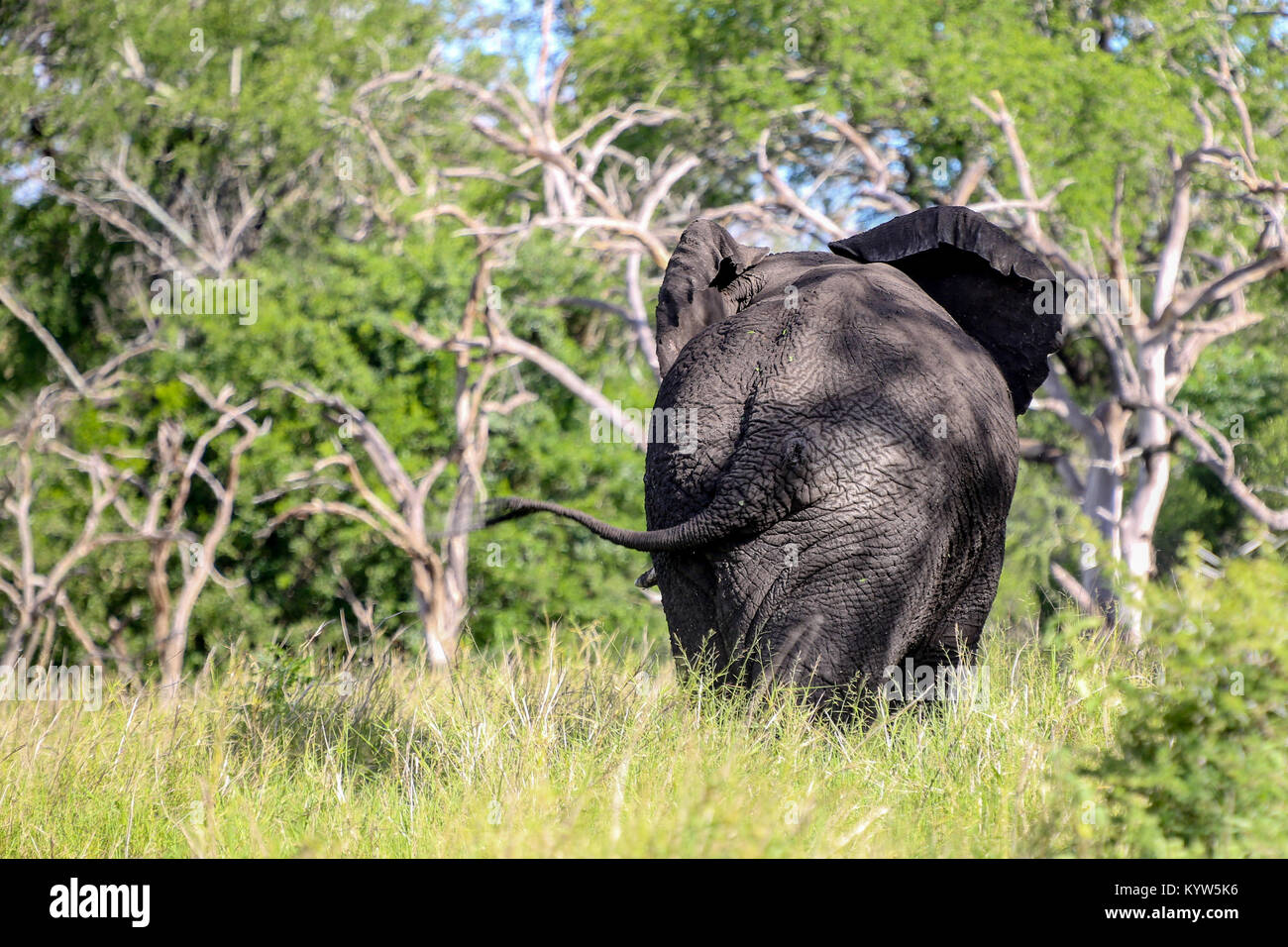 Volver al elefante africano woodland de baño de barro. Mkuze Falls Private Game Reserve Kwazulu-Natal, Sudáfrica. Foto de stock