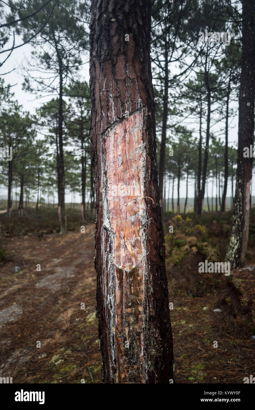 Cerca de la corteza de los árboles cortados para recoger la savia  Fotografía de stock - Alamy