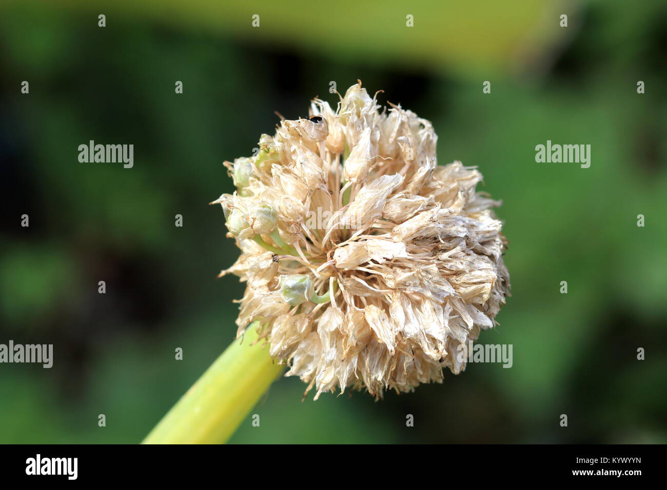 Cerca de cebolleta flores Foto de stock