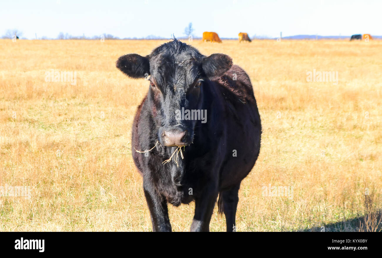 Vacas Angus negra con la boca llena de hierba mirando a la cámara - en el campo de oro con vacas negras y rojas pequeñas en el fondo Foto de stock