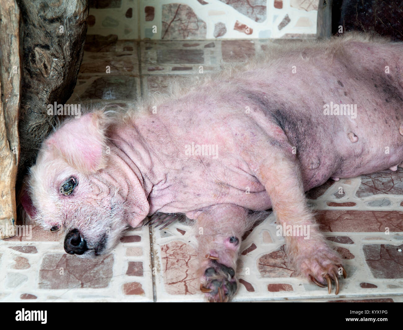 Dog skin diseases fotografías e imágenes de alta resolución - Alamy