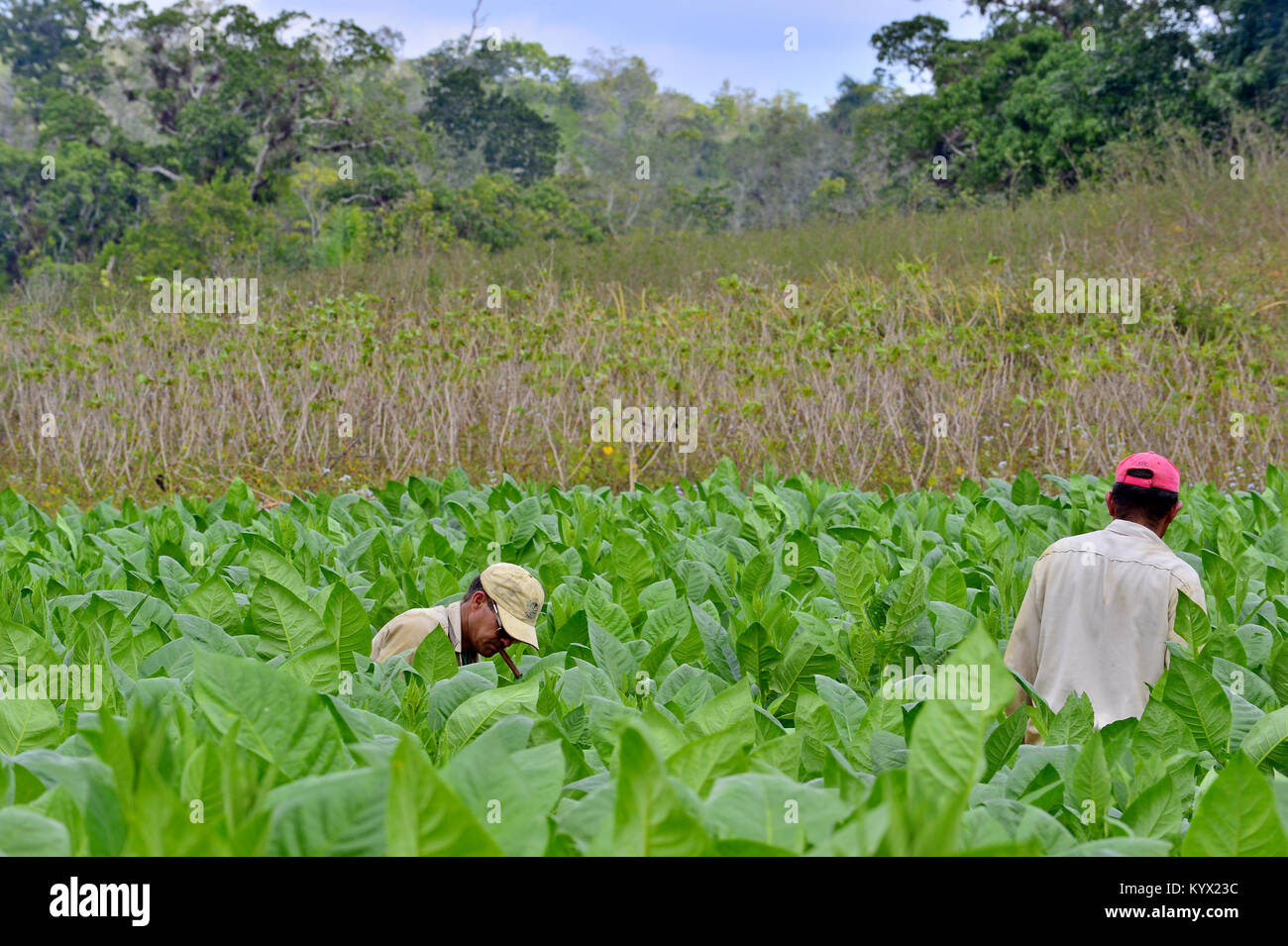 Valle de Viñales, Cuba - 17 de febrero: un grupo de hombres no identificados trabajando en Cuba una plantación de tabaco.técnicas tradicionales están todavía en uso agrícola para la pro Foto de stock
