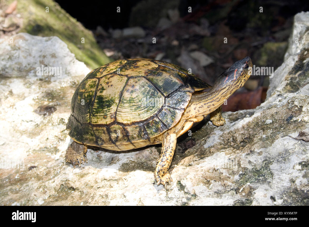 Las tortugas de orejas rojas Terrapin, Rojo-eard deslizante (Trachemys scripta elegans), Tulum, Península de Yucatán, México, el Caribe Foto de stock
